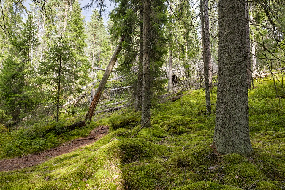 Waldweg